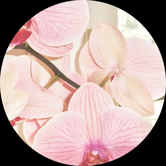 orchidreams